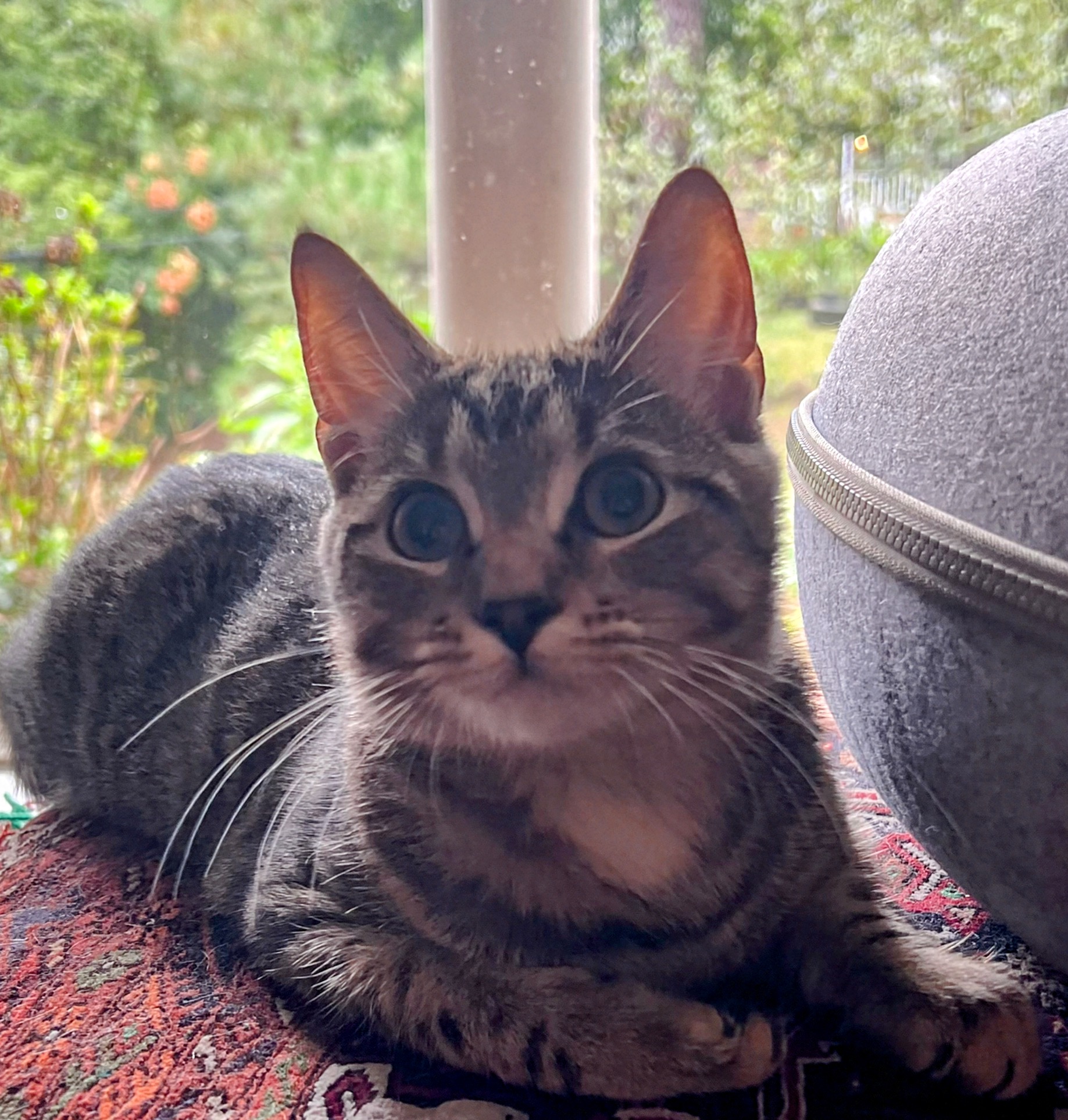 Obligatory cat photo for internet points